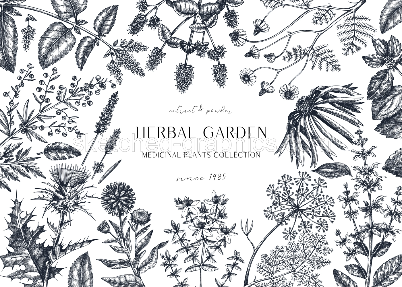 Hand drawn herbal plants banner. Decorative background with vintage medicinal plants, flowers, herbs for perfumery. Herbal medicine design template. Aromatic plants flyer Illustration